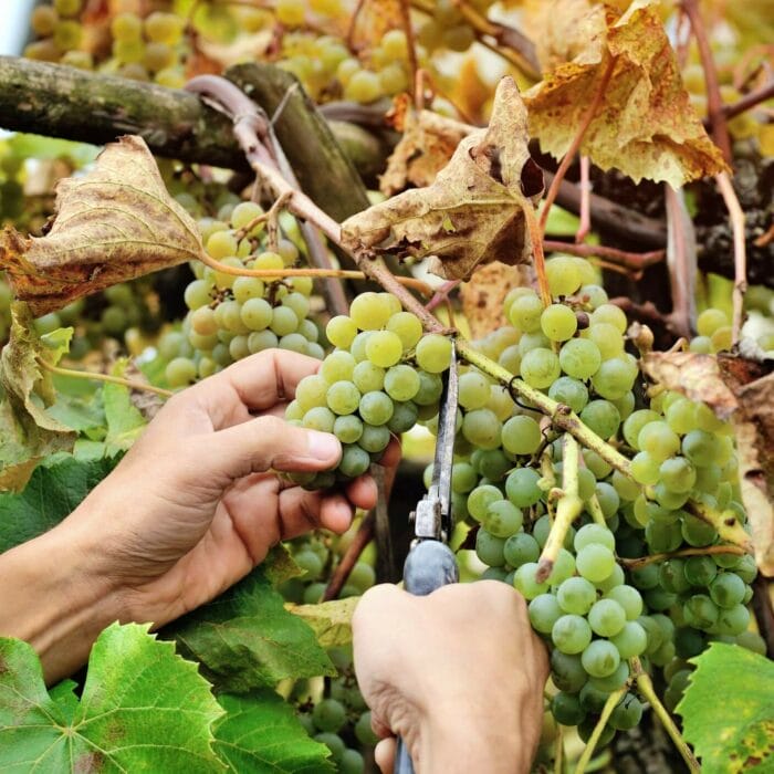 farmers-hands-holding-and-cutting-white-grape-from-the-vines-dur.jpg